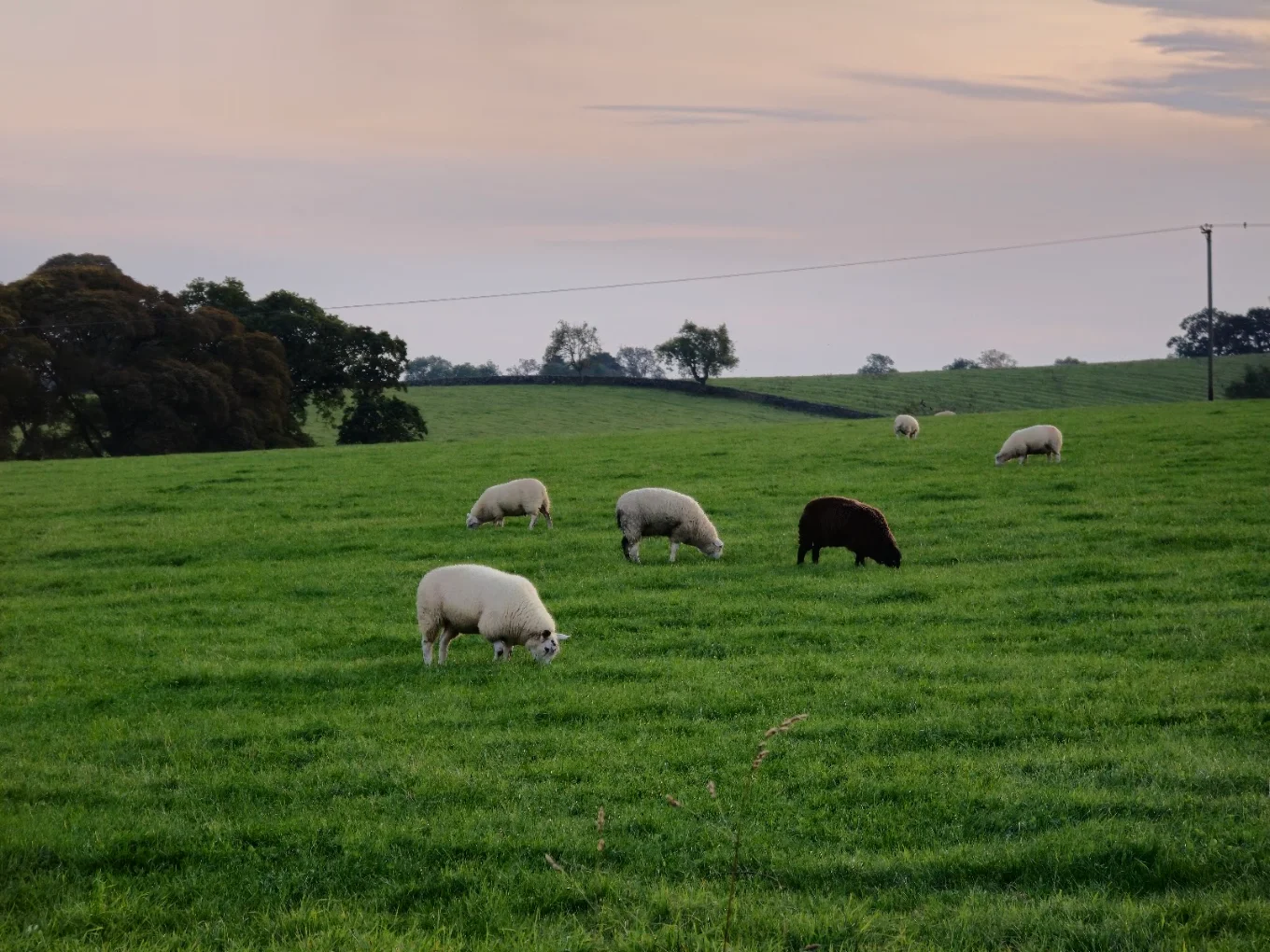 sheeps.webp